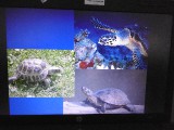 Záchrana mořských želv